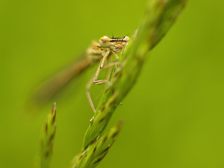 Young dragonfly sitting on grass