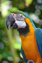 Parrots at Texas Moody Gardens