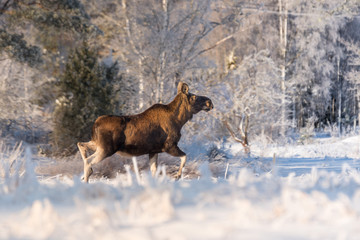 Mother Moose in winter land,