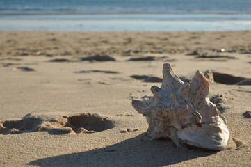 Fototapeta na wymiar Shell on a beach