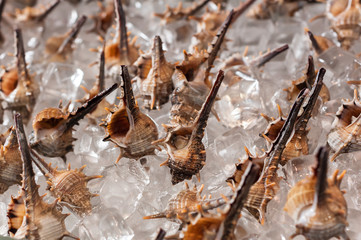 conch on ice