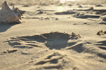 Shell on a beach