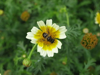 Ape su fiore giallo