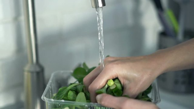 Close up of female hands washing mache in sink in kitchen, super slow motion 240fps

