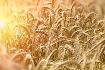 Field of wheat indicates a rich harvest - late afternoon in wheat field (sunset)