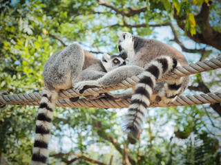 Two Ring-Tailed Lemur (Lemur catta) Outdoor Shot in the zoo