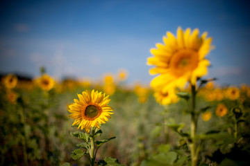 Fototapeta premium Sonnenblumenfeld