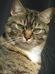 Gatto europeo - bianco e tigrato