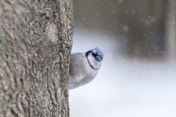 Blue Jay