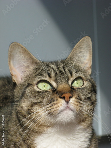 Gatto Europeo Bianco E Tigrato Stock Photo And Royalty Free