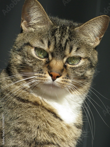Gatto Europeo Bianco E Tigrato Stock Photo And Royalty Free