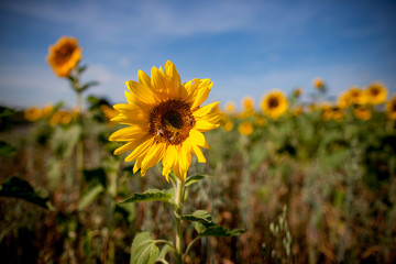 Sonnenblumenfeld