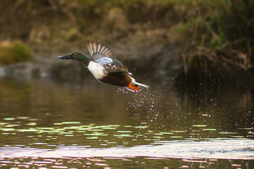 Mestolone (Anas clypeata) maschio in decollo sullo stagno