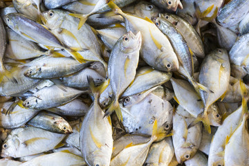 Obraz premium Fischmarkt - Fische mit gelben Flossen