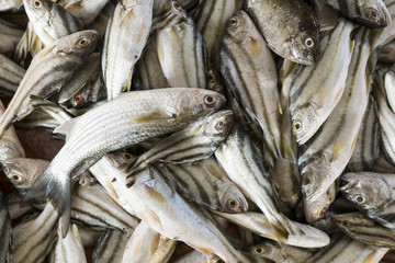 Fototapeta premium Fischmarkt - Fische mit Streifen