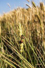bugs on wheat