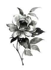 Ink illustration of flower, blooming peony. Sumi-e, u-sin, gohua painting style. Silhouette made up of black brush strokes isolated on white background.