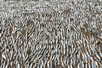 Stockfisch zum Trocknen ausgebreitet
