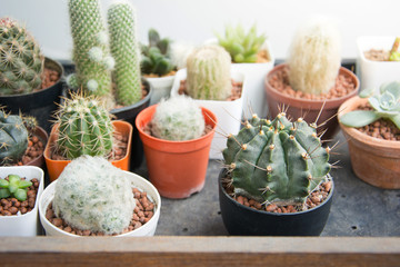 small beautiful cactus in the pot