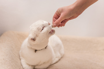 niedliche weiße invalide folgsame Katze bekommt Futter