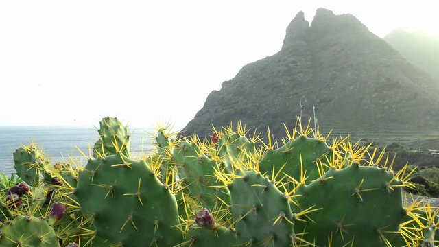 
Teneriffa, wilde K&uuml;ste in Hidalgo
