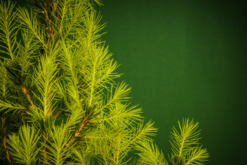 young spruce needles on a green paper background