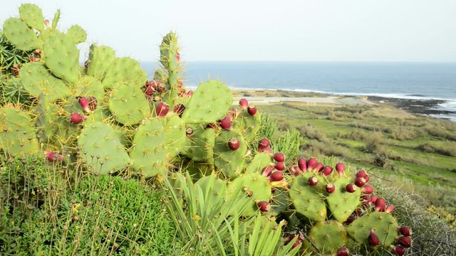 
Teneriffa, wilde K&uuml;ste in Hidalgo
