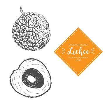 Lychee vector illustration. Hand-drawn design element. A fruit drawn in vintage style