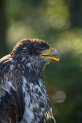 Junger Weißkopfseeadler