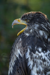 Junger Weißkopfseeadler