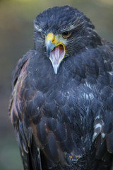Steppenadler