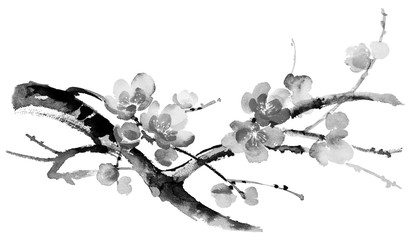 Ink illustration of blooming branches of cherry tree. Sumi-e, u-sin, gohua painting style. Silhouette made up of brush strokes isolated on white background.