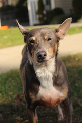 Grey Rat Terrier (dog)