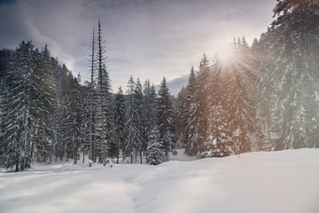 Obraz premium Winter landscape 