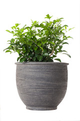Orange jasmine in flower pot