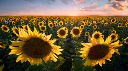 Field of Sunflowers at Sunset