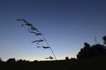 grashalm vor abendhimmel