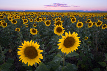 Obraz premium Field of Sunflowers at Sunset