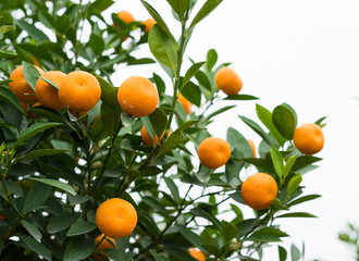 Kumquat, the symbol of Vietnamese lunar new year. In nearly every household, crucial purchases for Tet include the peach "hoa dao" and kumquat plants