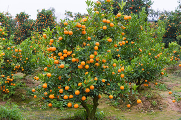 Kumquat, the symbol of Vietnamese lunar new year. In nearly every household, crucial purchases for Tet include the peach "hoa dao" and kumquat plants