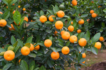 Kumquat, the symbol of Vietnamese lunar new year. In nearly every household, crucial purchases for Tet include the peach 