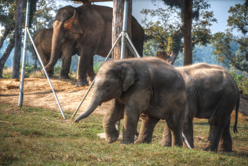 Obraz na płótnie Canvas elephants in Chitwan