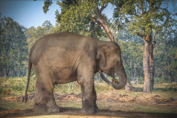 elephants in Chitwan