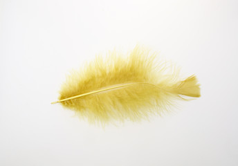 Single yellow feather isolated on white background