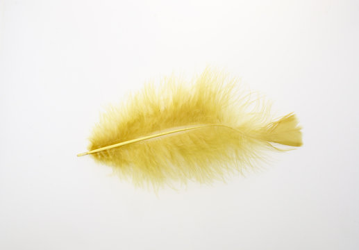 Single Yellow Feather Isolated On White Background