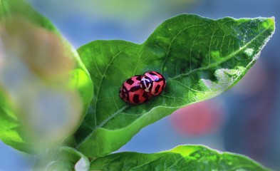 CANON PHOTO IMAGE