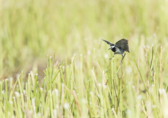 pied wagtail with open wings on a blade of straw
