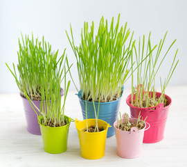 Fresh green grass in bright multi-colored buckets