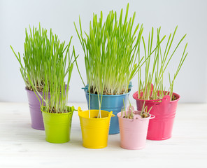Fresh green grass in bright multi-colored buckets