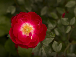 Red rose blooming in the garden
